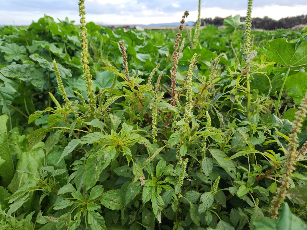 Amaranth weeds in an agricultural field