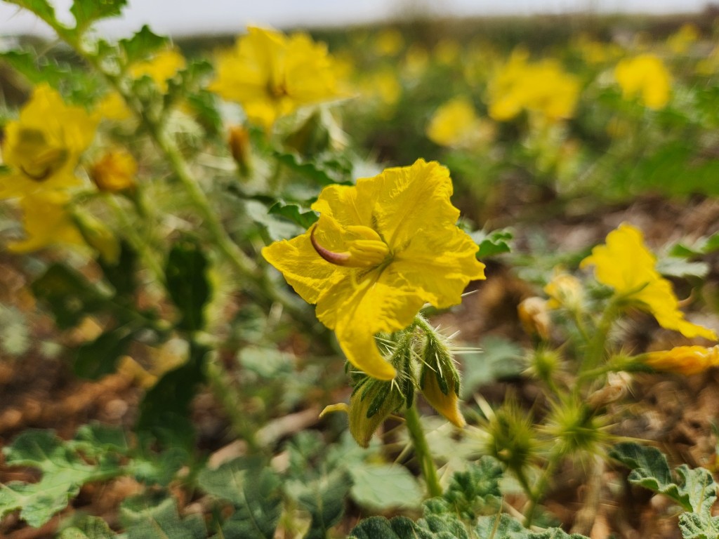 Invasive sunflower weed in a dry grain field